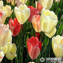 Tulipan Silverstream 5 szt.