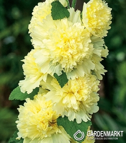 Alcea - Malwa Spring Celebrities Lemon 1 szt.