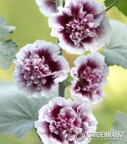 Alcea - Malwa Creme De Casis 1 szt.