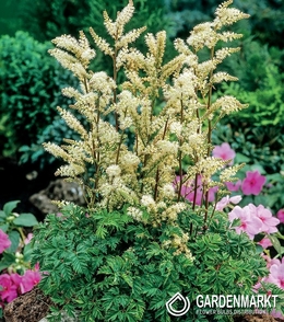 Aruncus Aethuisifolius - Parzydło Leśne 1 szt.