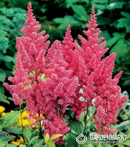 Astilbe - Tawułka Mainz 1 szt.