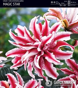 Lilia Orientalna Magic Star 1 szt.