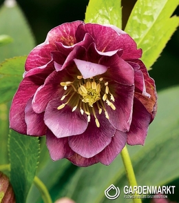 Helleborus Double - Ciemiernik Pełny Ellen Red 1 szt.