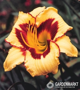 Hemerocallis - Liliowiec Eye On America  1 szt.