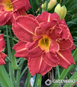 Hemerocallis - Liliowiec Booby Ruby 1 szt.