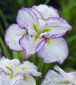Iris - Kosiaciec Japoński Light At Dawn 1 szt.