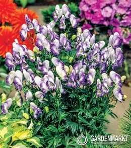 Aconitum Cloudy - Tojad Dwukolorowy 1 szt.