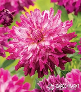 Dalia Dekoracyjna Cloudy Sky 1 szt.