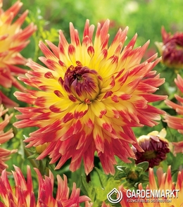 Dalia Kaktusowa Summer Breeze 1 szt.
