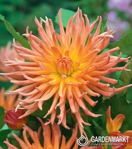 Dalia Kaktusowa Shining Star 1 szt.