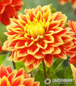 Dalia Dekoracyjna Sunexplosion 1 szt.