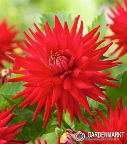 Dalia Kaktusowa Karma Corona Red 1 szt.