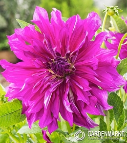 Dalia Dekoracyjna Purple Taiheijo 1 szt.
