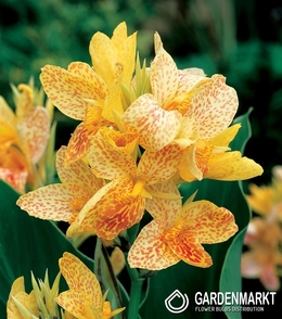 Canna - Kanna Picasso 1 szt.