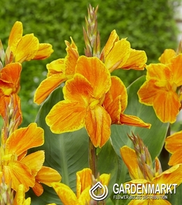 Canna - Kanna Carnaval 1 szt.