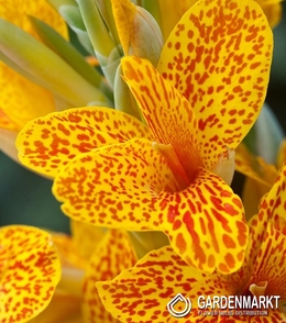 Canna - Kanna Nakrapiana Spotted - Gespikkeld 1 szt.