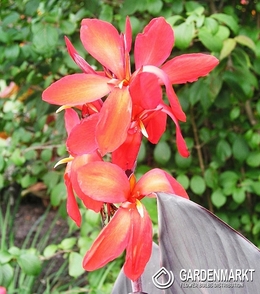 Canna - Paciorecznik Ingeborg 1 szt.
