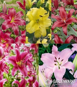 Zestaw Lilia Orientalna "3" 20/22