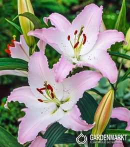 Lilia Orientalna Pink News 1 szt.