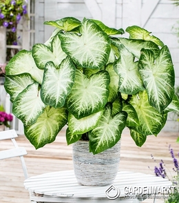 Caladium - Kaladium Aaron 1 szt.