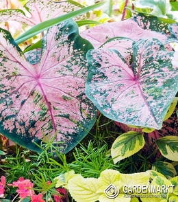 Caladium - Kaladium Fire Chief 1 szt.