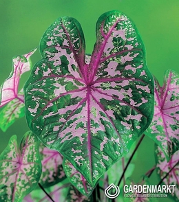 Caladium - Kaladium Pink Cloud 1 szt.