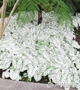 Caladium - Kaladium White Christmas 1 szt.