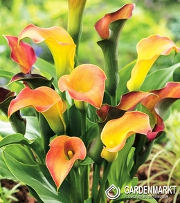 Zantedeschia - Kalla Captain Lido 1 szt.