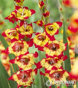 Gladiolus - Mieczyk Farah 5 szt.