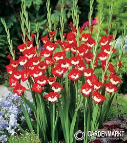 Gladiolus - Mieczyk Mademoiselle De Paris 5 szt.