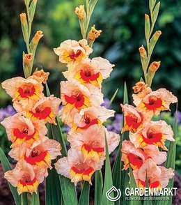 Gladiolus - Mieczyk Blackpool 5 szt.