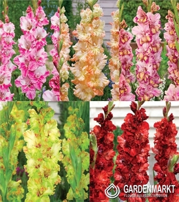 Zestaw Gladiolus - Mieczyk "22" 12/14