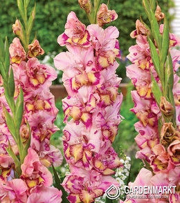 Gladiolus - Mieczyk Quepo 5 szt.