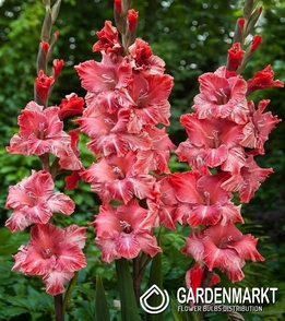 Gladiolus - Mieczyk Vabene 5 szt.