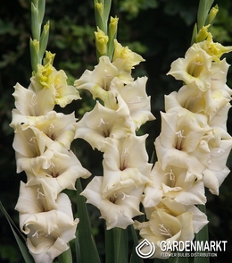 Gladiolus - Mieczyk Rivendell 5 szt.