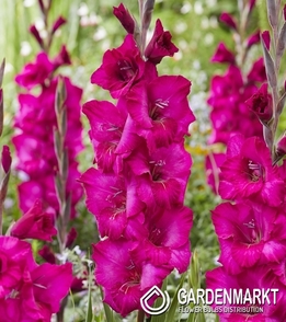 Gladiolus - Mieczyk Natan 5 szt.