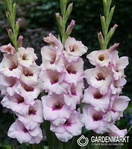 Gladiolus - Mieczyk Venezia 5 szt.