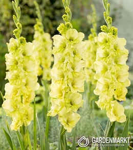 Gladiolus - Mieczyk Limonkowy 10 Szt