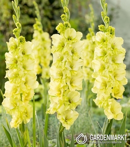 Gladiolus - Mieczyk Limonkowy 30 Szt