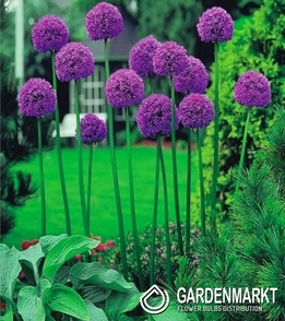 Allium - Czosnek Ozdobny Gladiator 3 szt 12/+