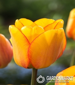 Tulipan Darwina Blushing Apeldoorn 5 szt.