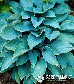 Hosta - Funkia Fragrant Blue 1 szt.