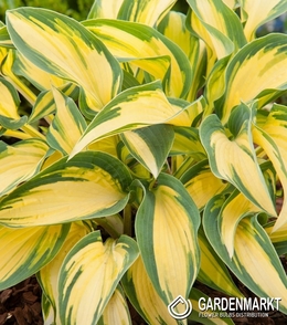 Hosta - Funkia Orange Marmalade 1 szt.
