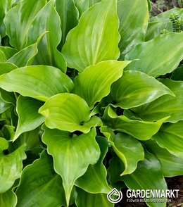 Hosta - Funkia Purple Sensation 1 szt.