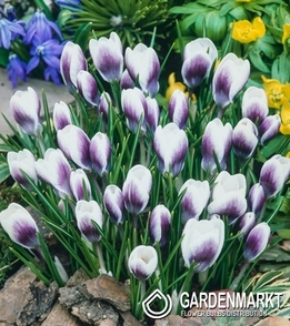 Krokus Blue Bird 5 szt.