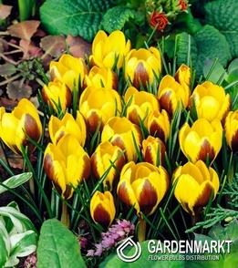 Krokus Herald 5 szt.