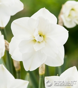 Narcyz Albus Plenus Odoratus 5 szt.