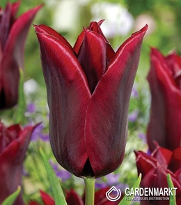Tulipan Liliokształtny Lasting Love 5 szt.