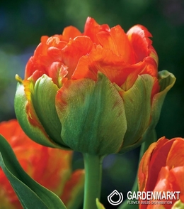 Tulipan Pełny Monte Orange 5 szt.