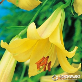 Lilia Trąbkowa Golden Splendour 1 szt.